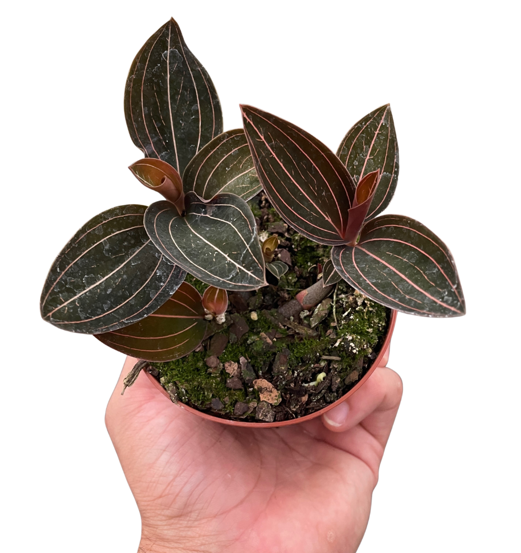 Ludisia Discolor 4" potted plant