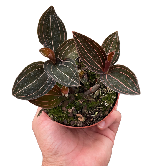 Ludisia Discolor 4" potted plant
