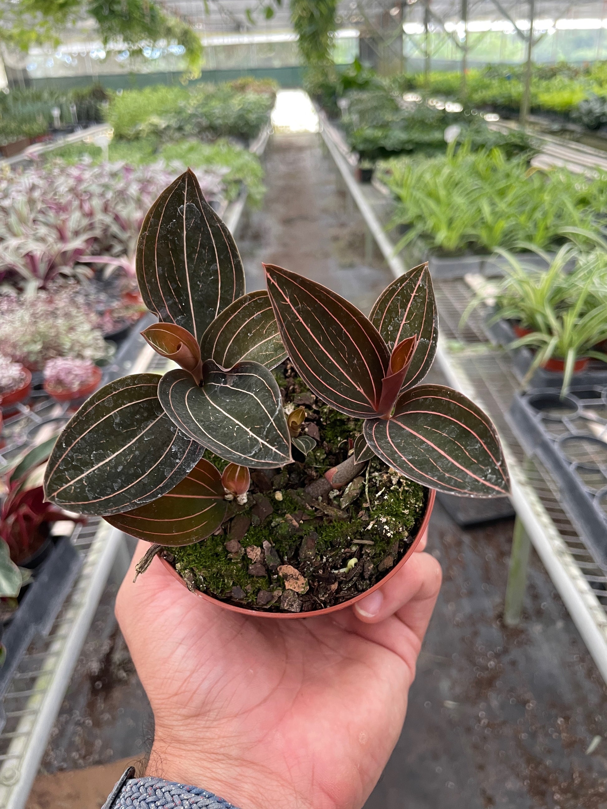 Ludisia Discolor 4" potted plant