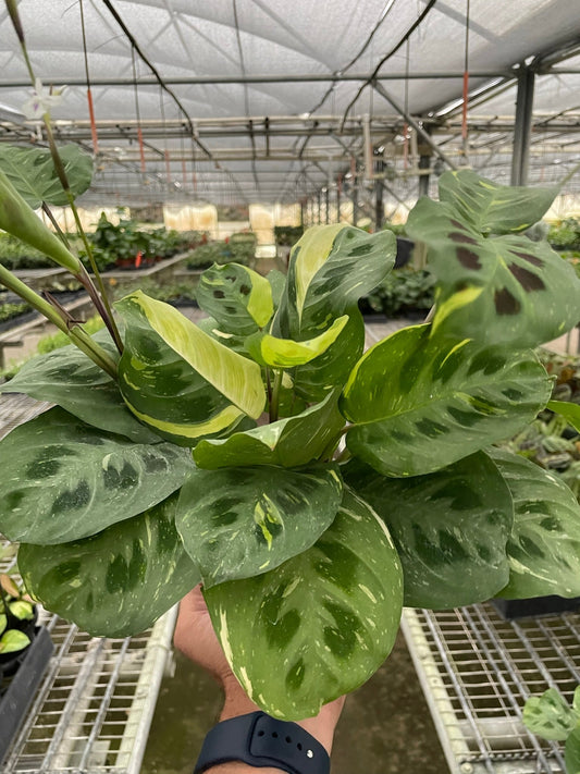 Maranta Variegated 'Beauty Kim' potted plant