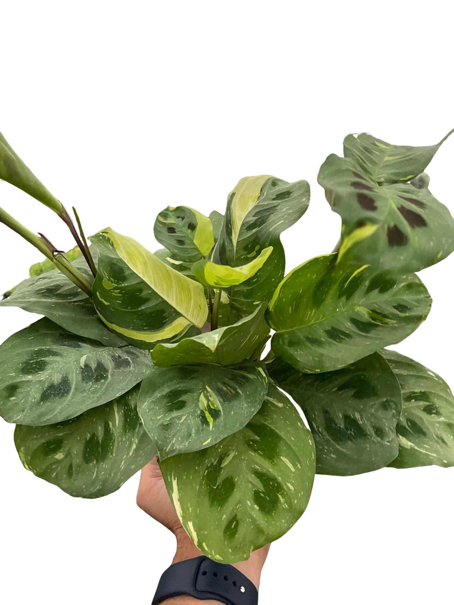 Maranta Variegated 'Beauty Kim' potted plant