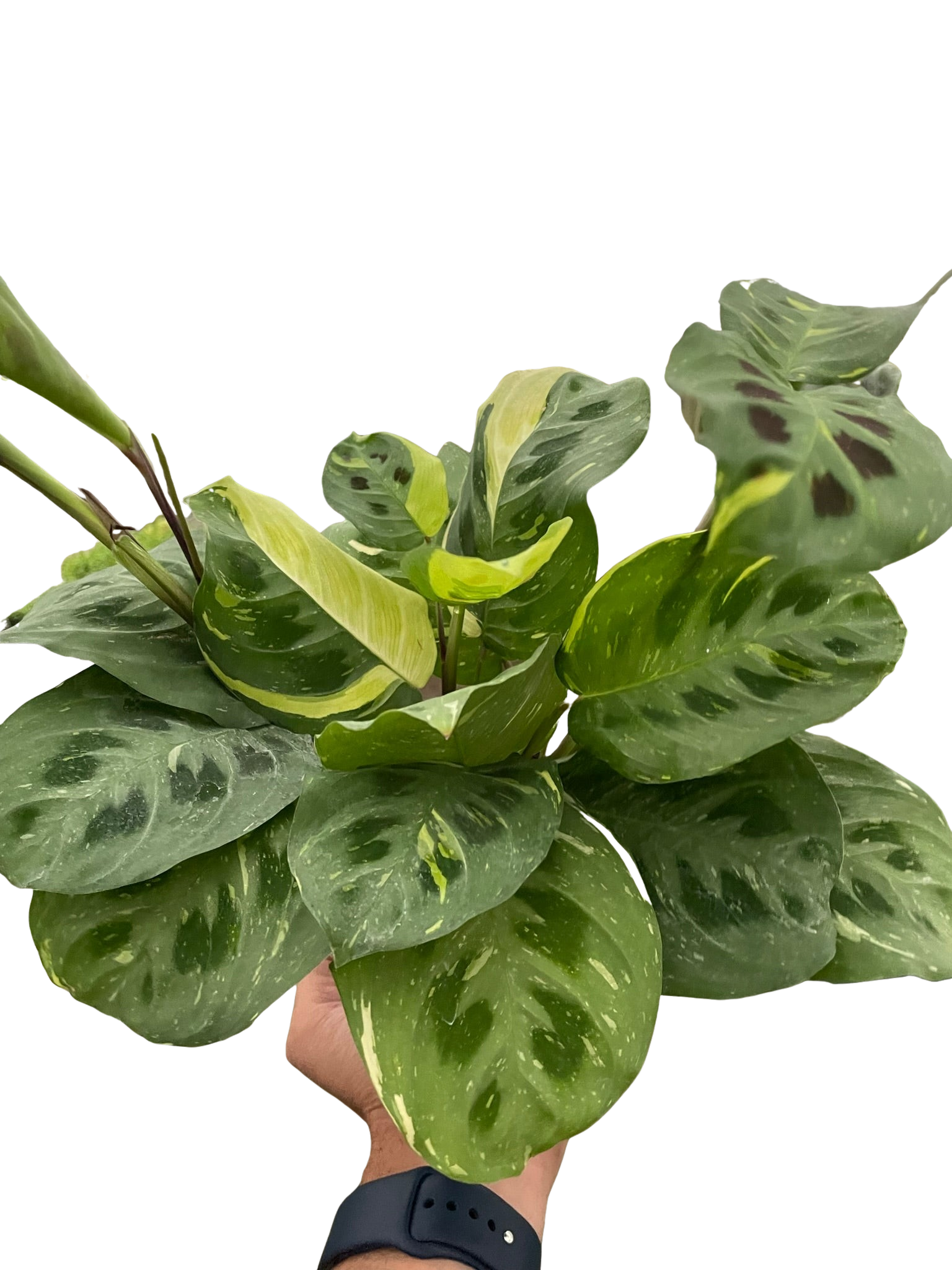Maranta Variegated 'Beauty Kim' potted plant