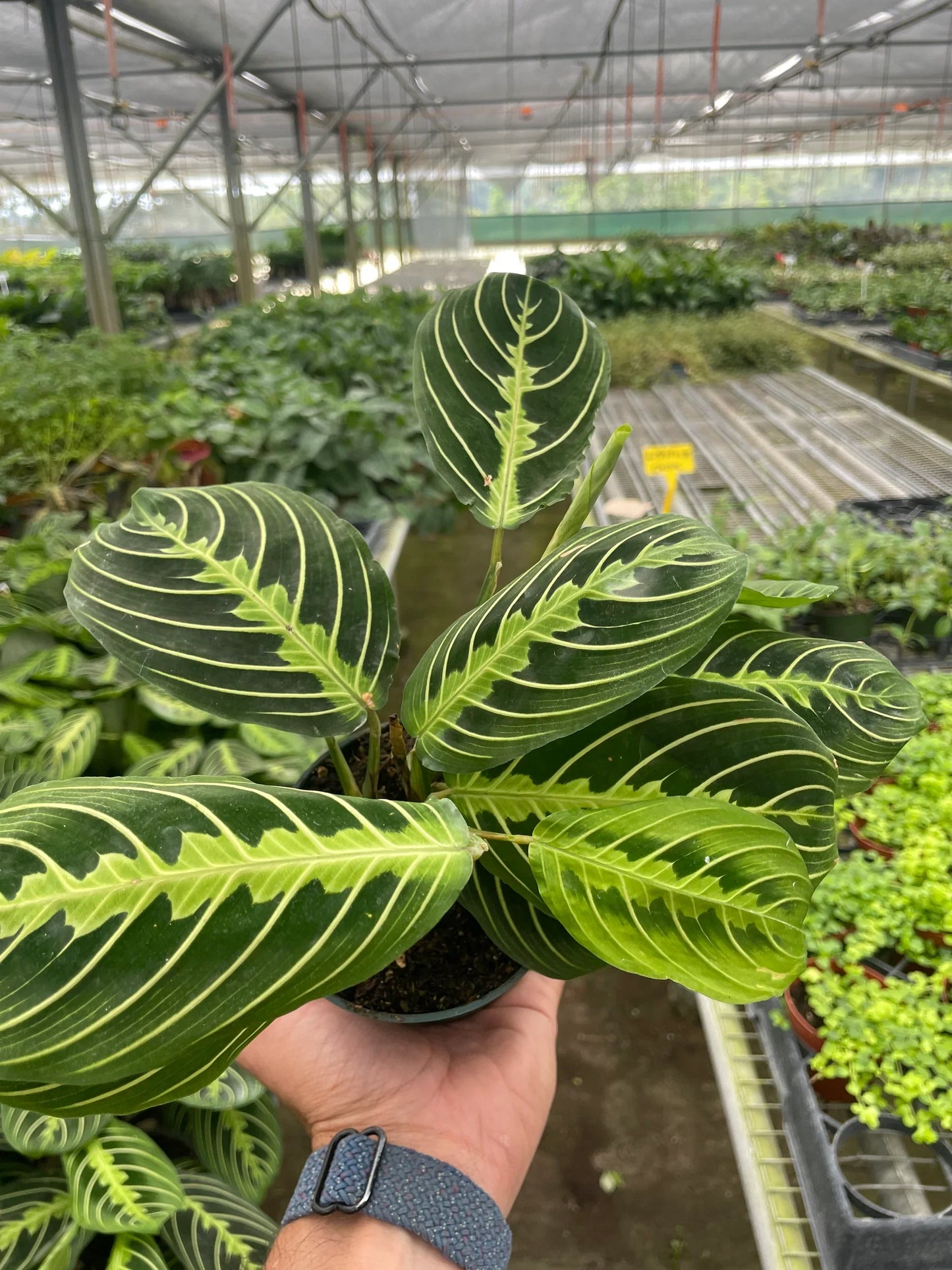 Maranta 'Lemon Lime' potted plant