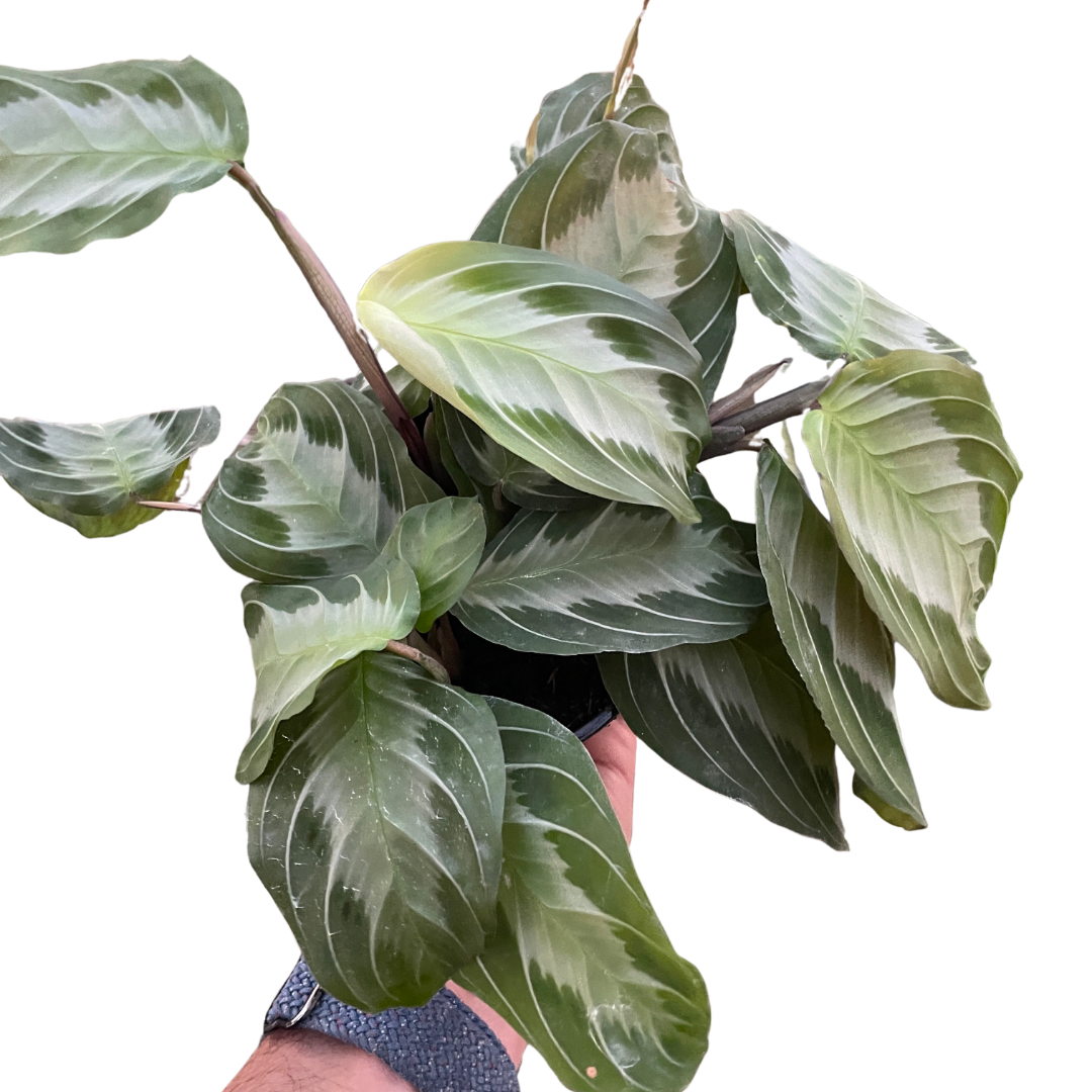Maranta 'Silver Band' potted plant