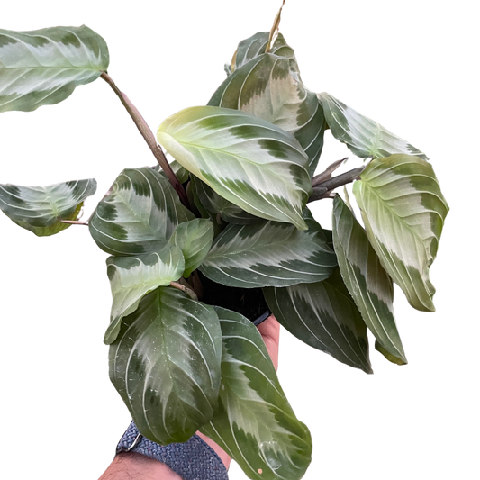 Maranta 'Silver Band' potted plant