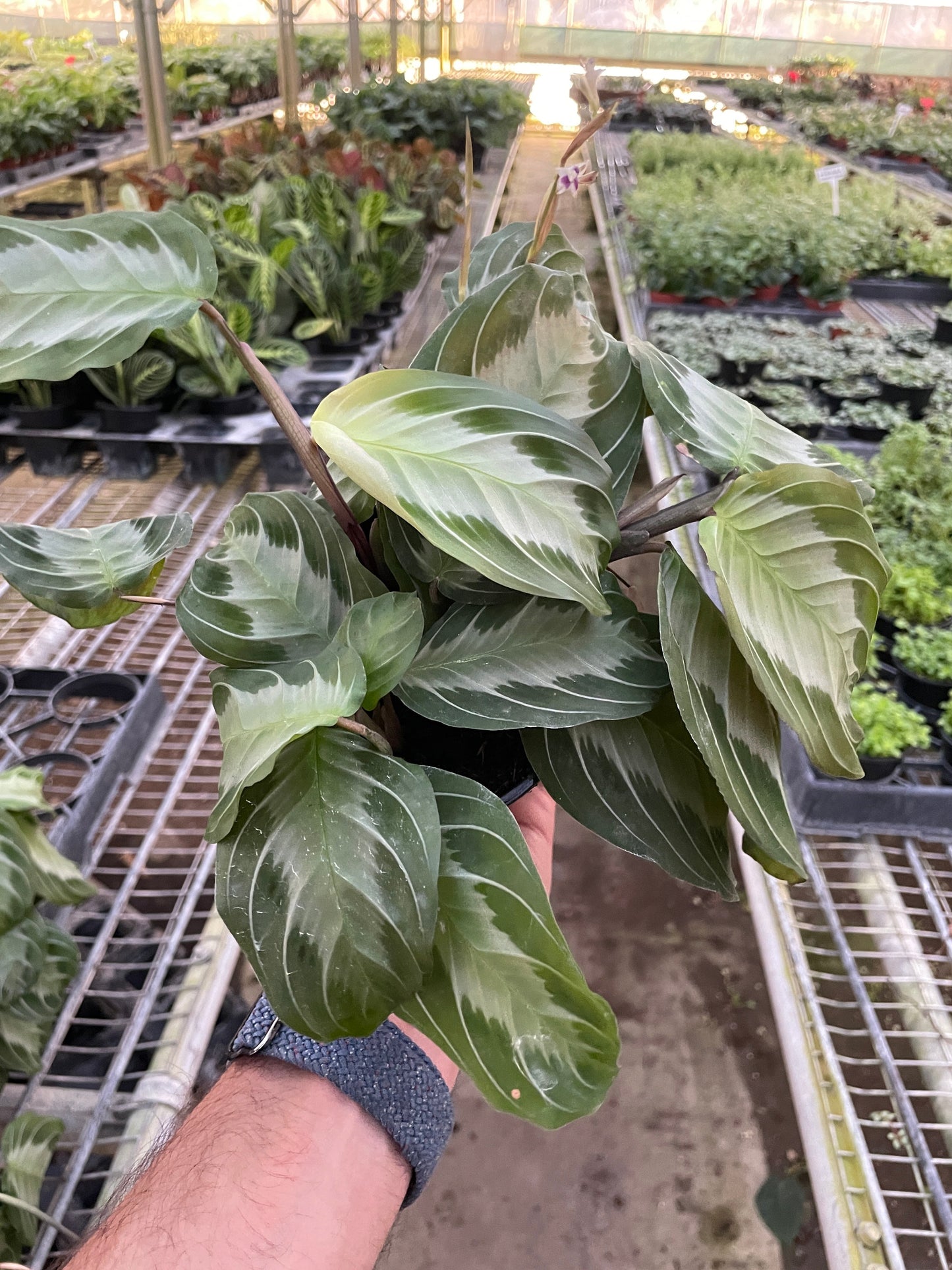 Maranta 'Silver Band' potted plant