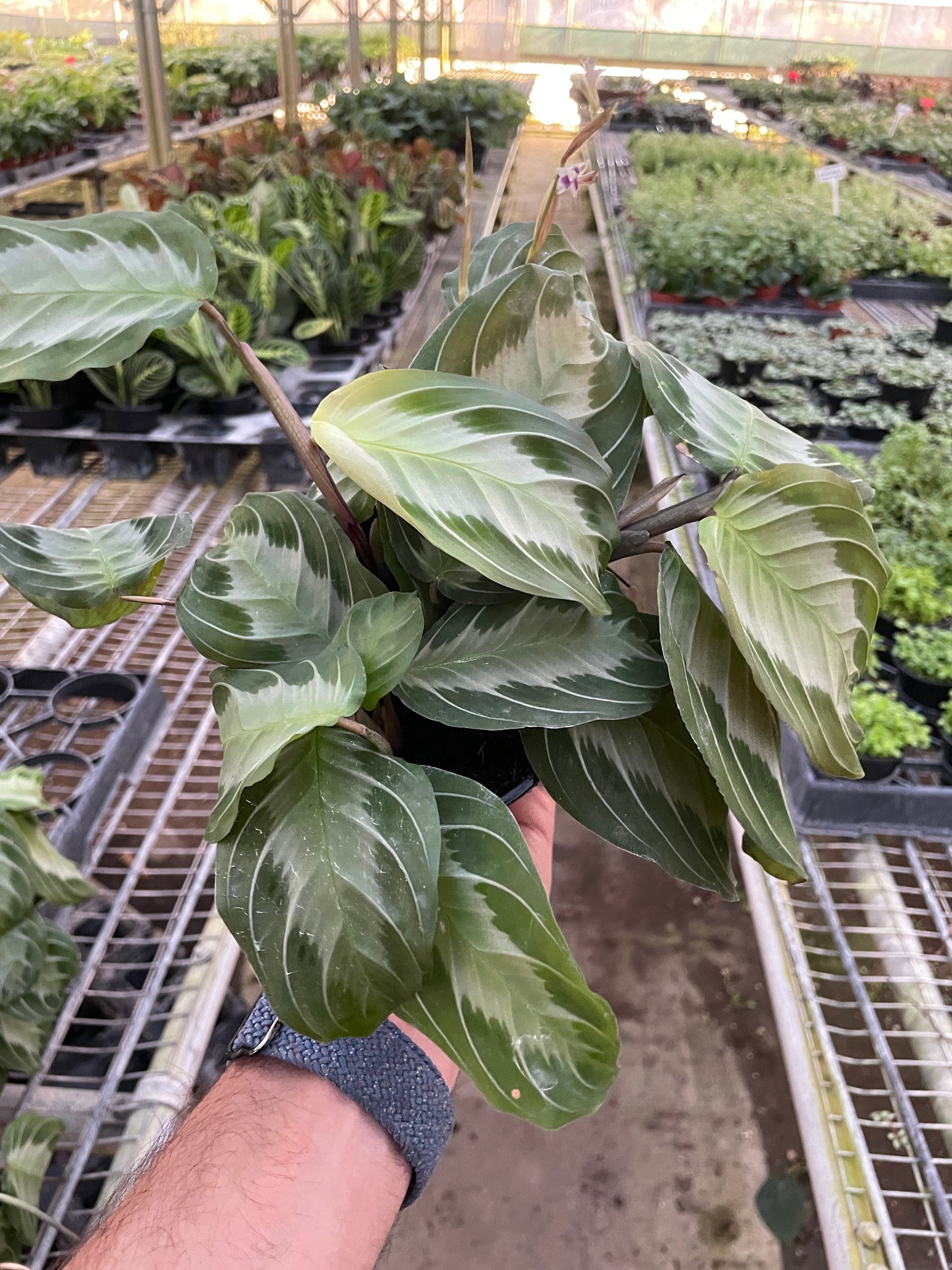 Maranta 'Silver Band' potted plant