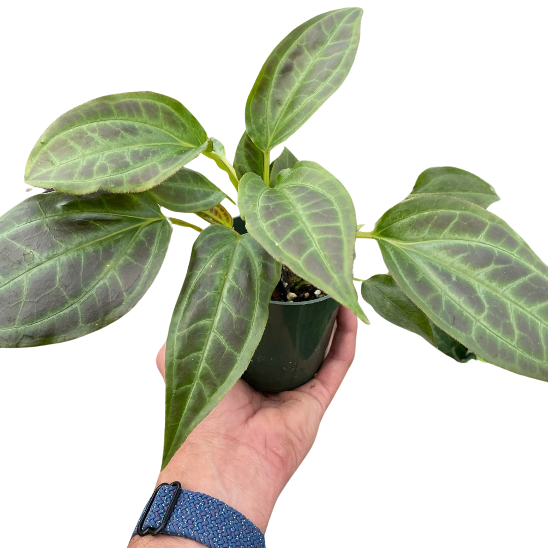 Monolena 'Primuliflora' potted plant