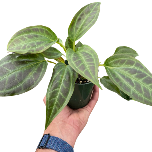 Monolena 'Primuliflora' potted plant