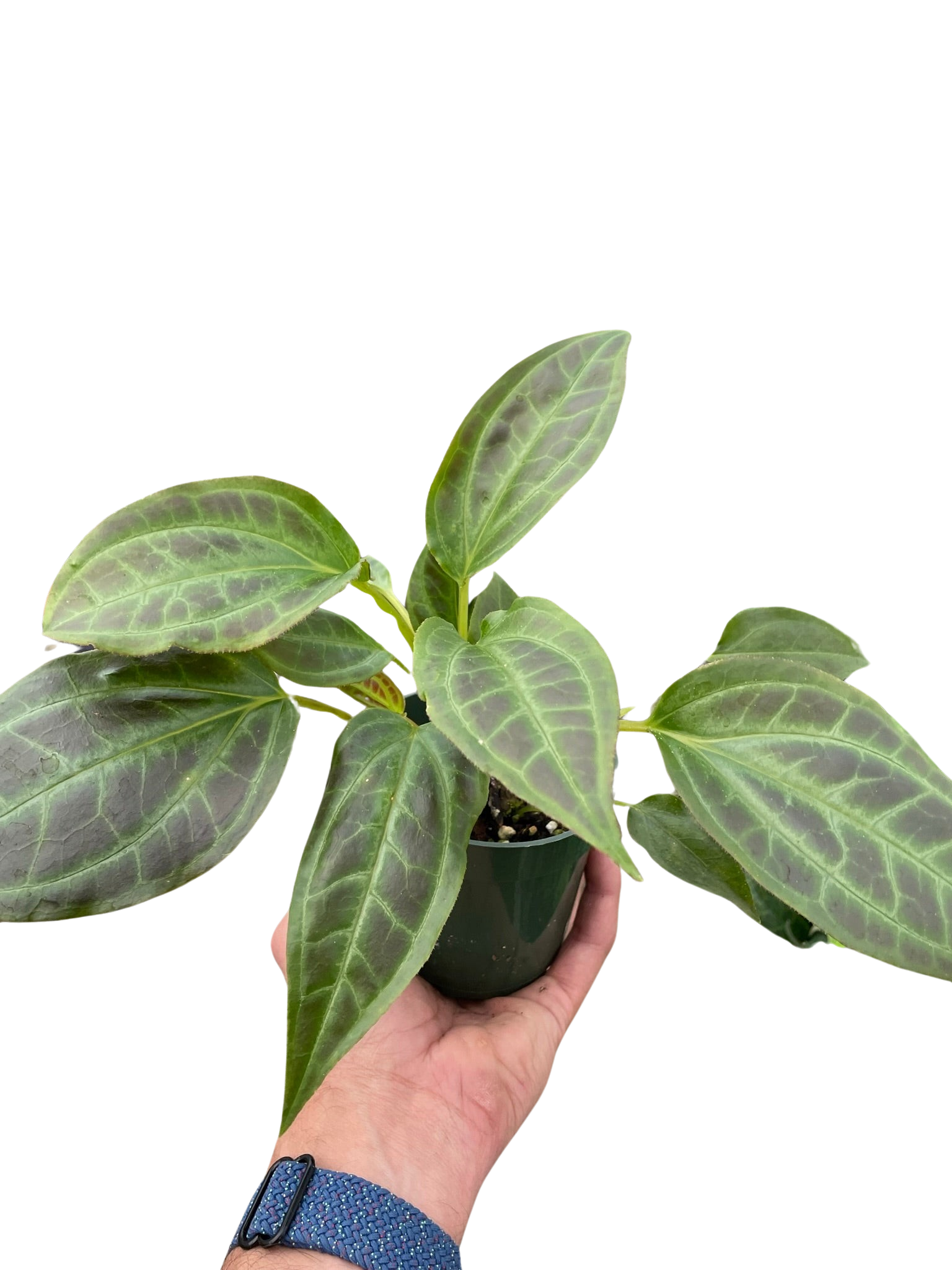 Monolena 'Primuliflora' potted plant