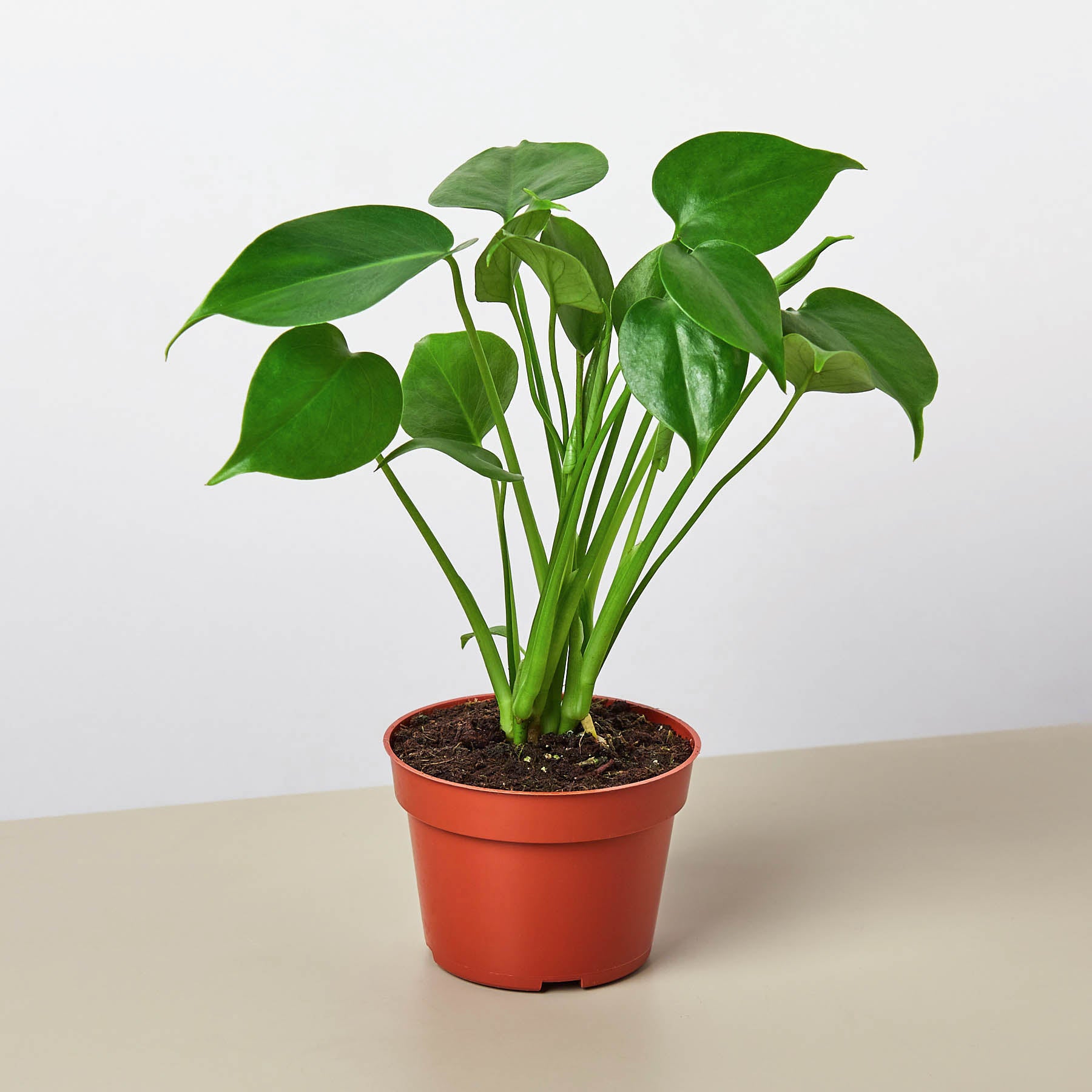 Monstera Bundle potted plant