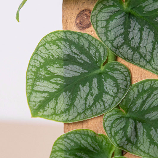 Monstera 'Dubia' (Shingle Plant) potted plant