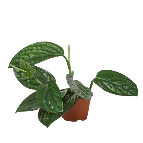 Monstera 'Peru' potted plant