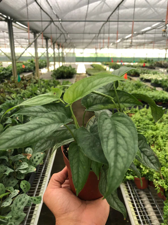 Monstera 'Siltepecana' potted plant