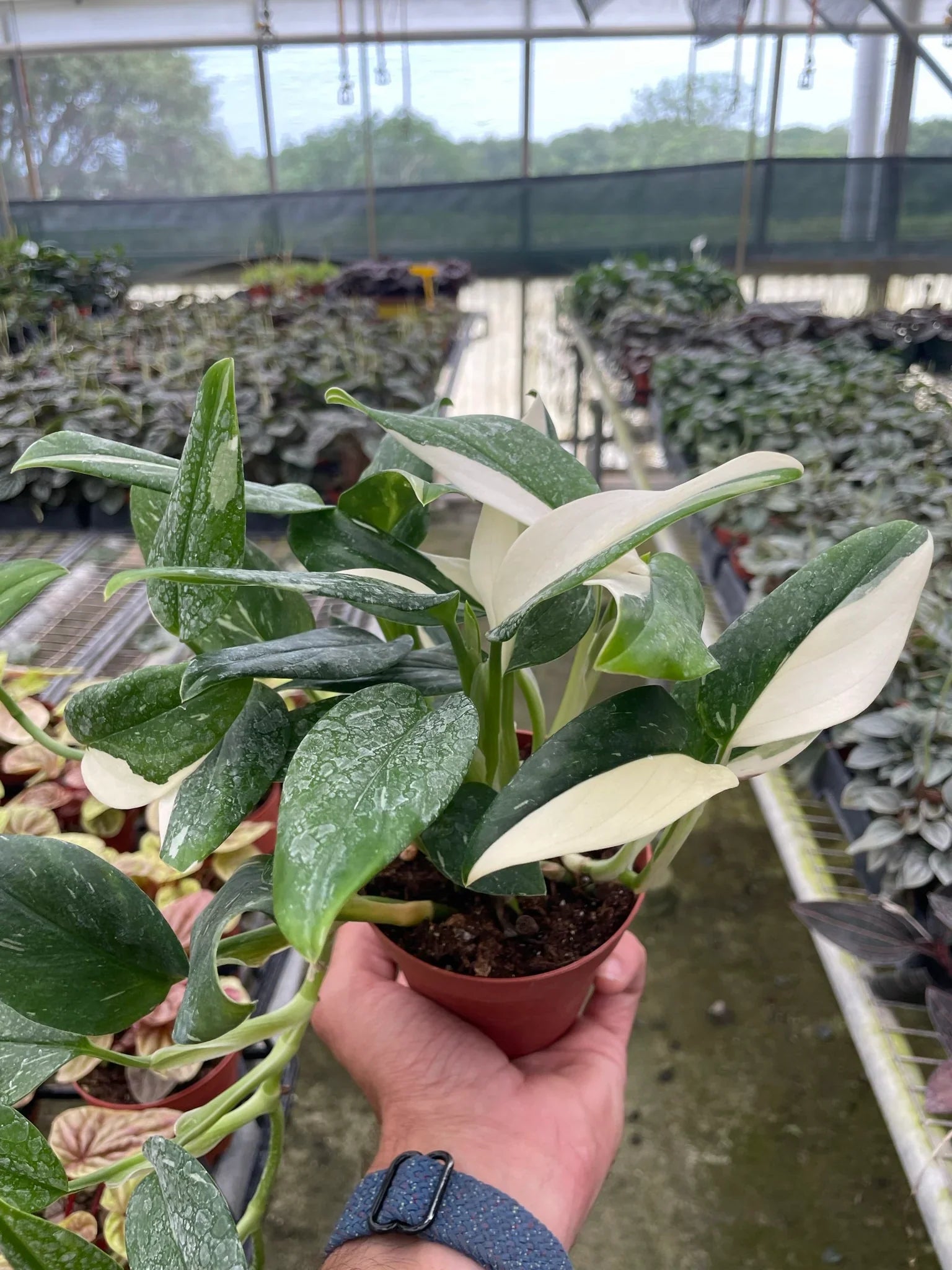 Monstera 'Standeleyana Albo Variegated' potted plant