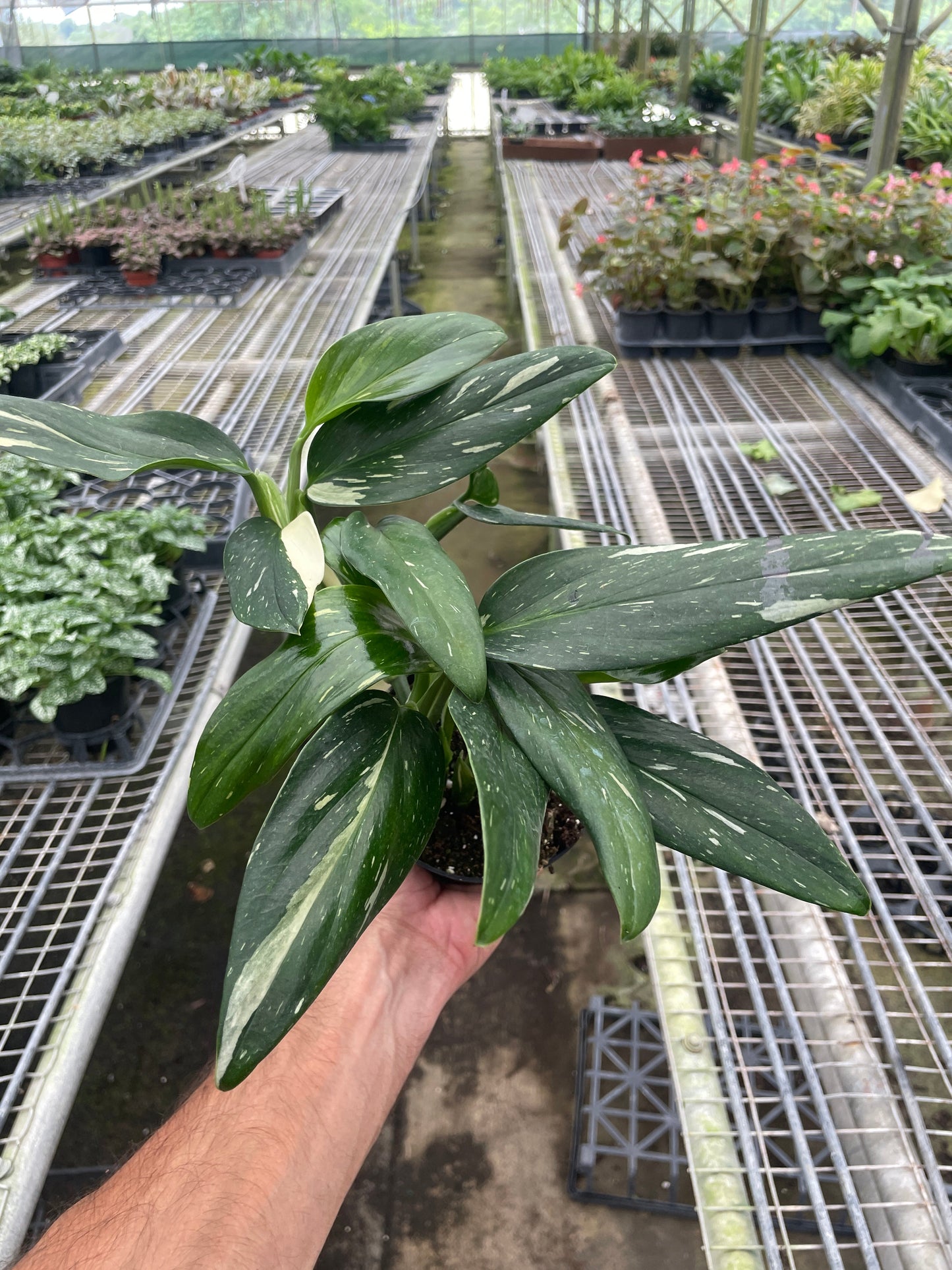Monstera 'Standeleyana Albo Variegated' potted plant