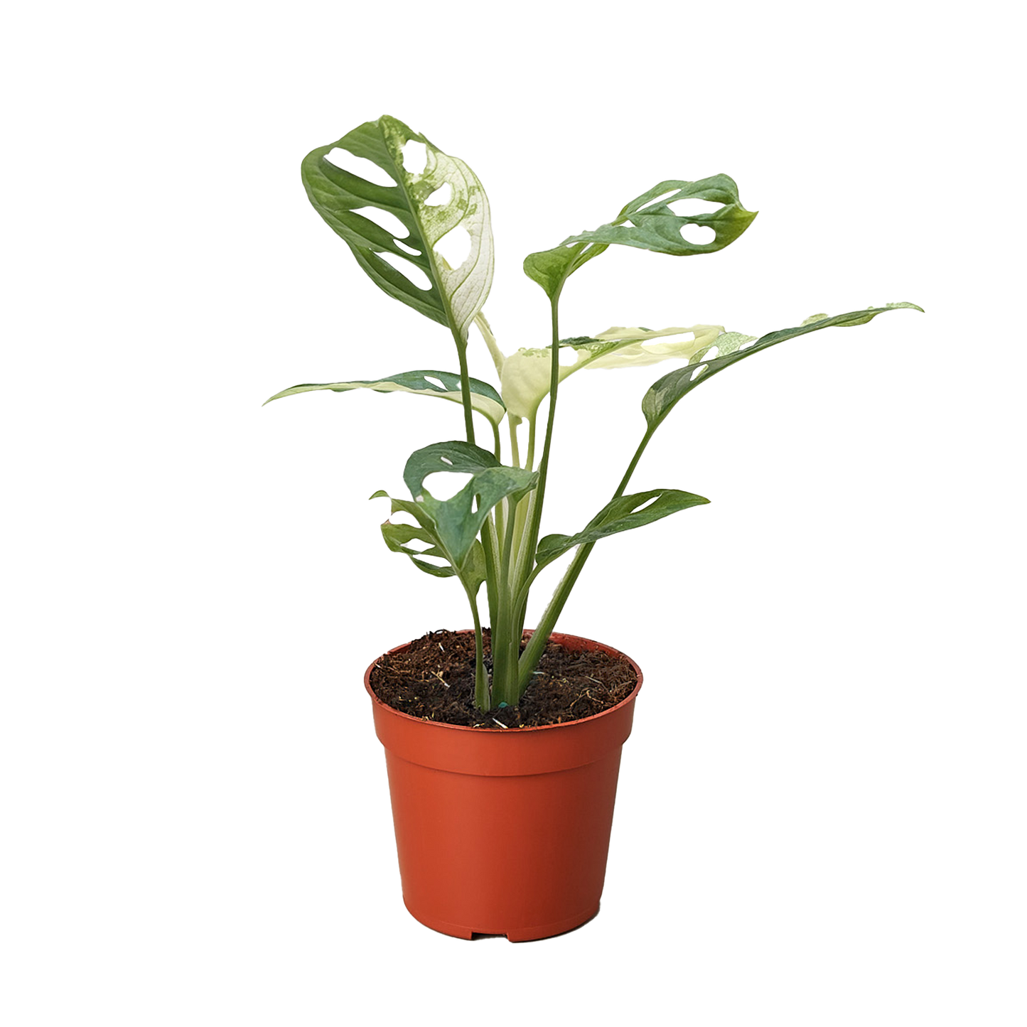 Monstera Adansonii 'Swiss Cheese Variegated' 4" potted plant