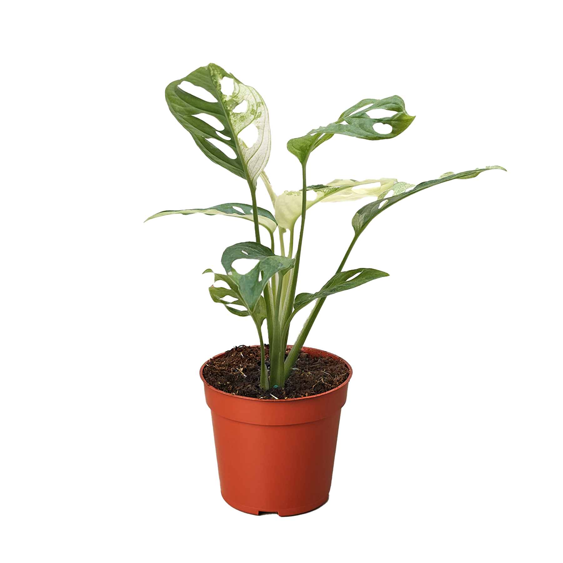 Monstera Adansonii 'Swiss Cheese Variegated' 4" potted plant