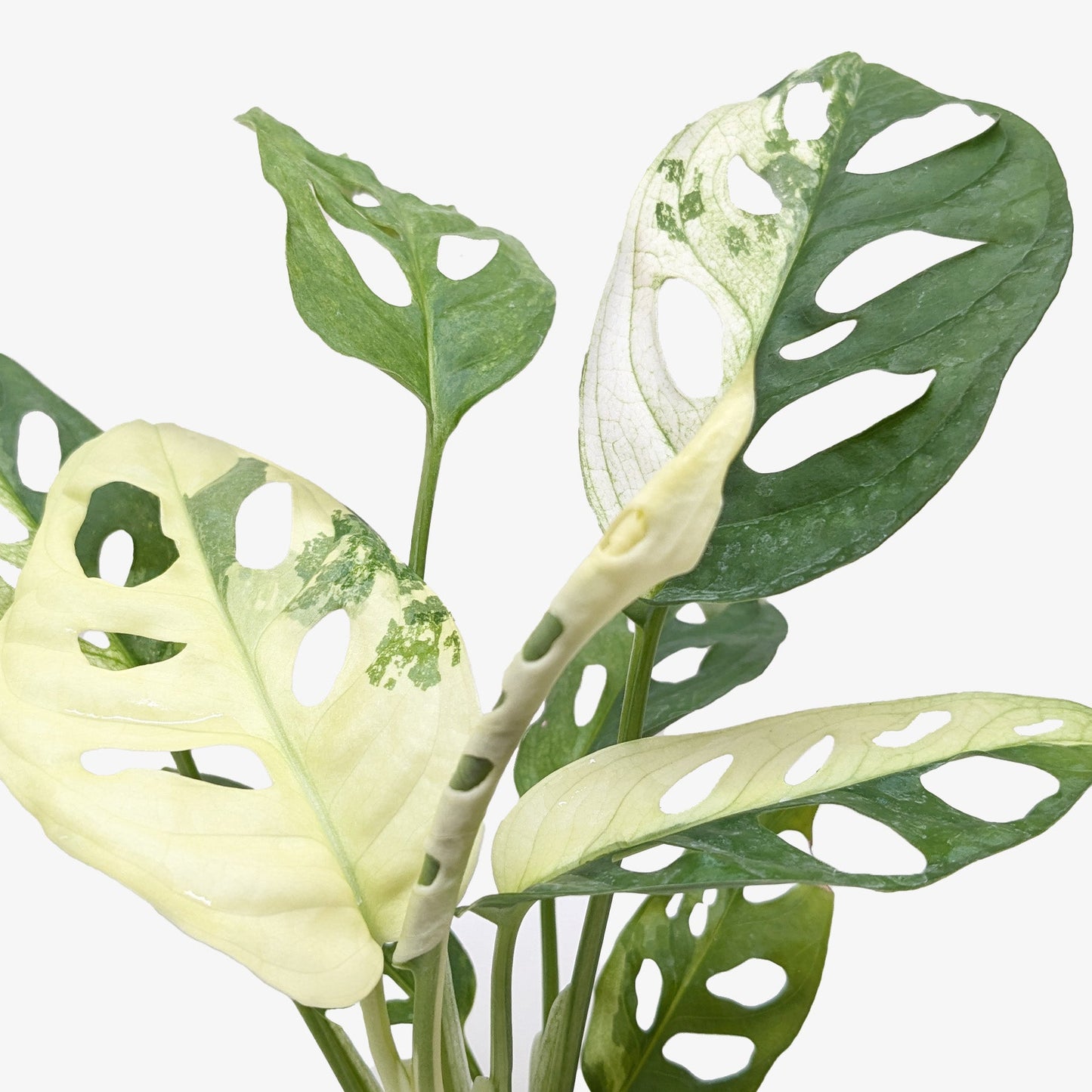 Monstera Adansonii 'Swiss Cheese Variegated' 4" potted plant