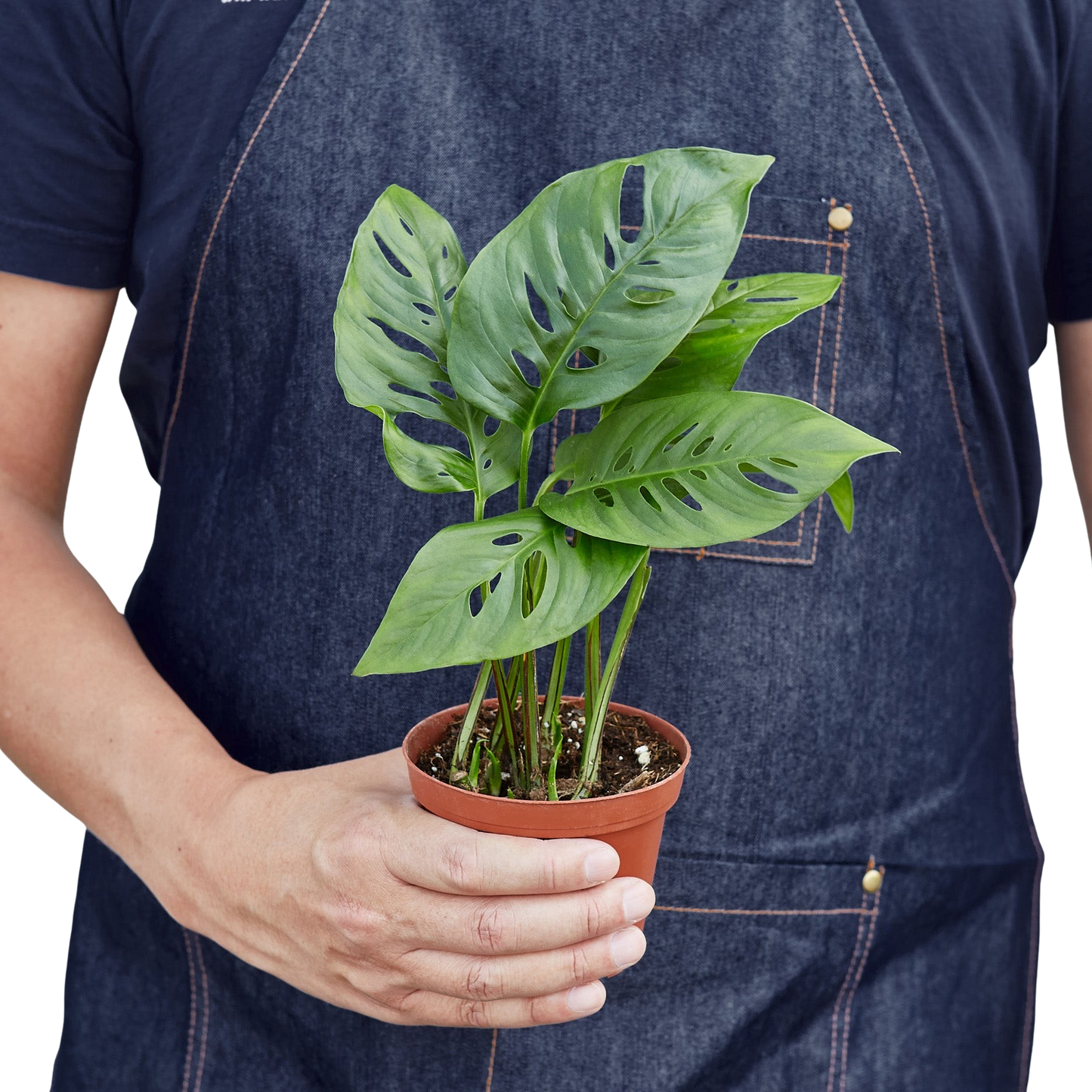 Monstera Adansonii 'Swiss Cheese' potted plant