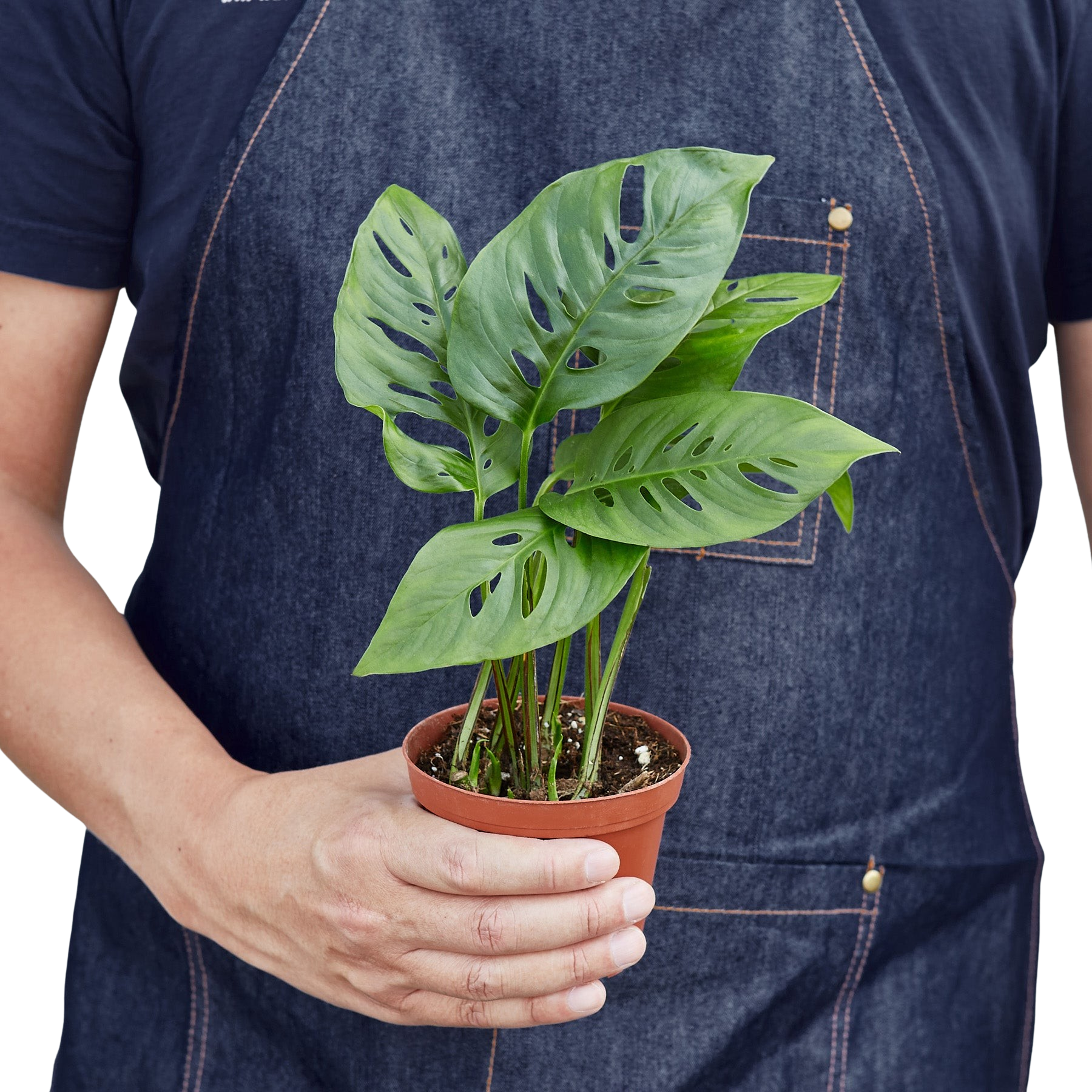 Monstera Adansonii 'Swiss Cheese' potted plant