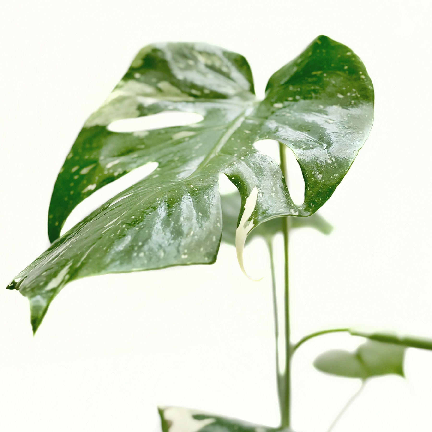 Monstera 'Thai Constellation' potted plant