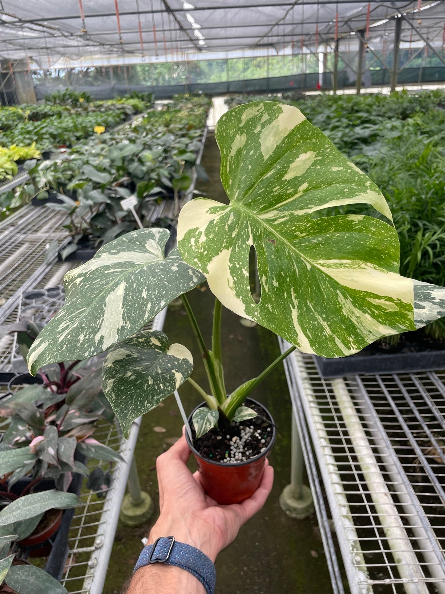 Monstera 'Thai Constellation' potted plant