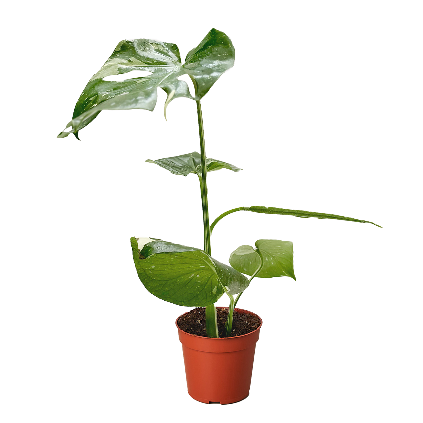 Monstera 'Thai Constellation' potted plant
