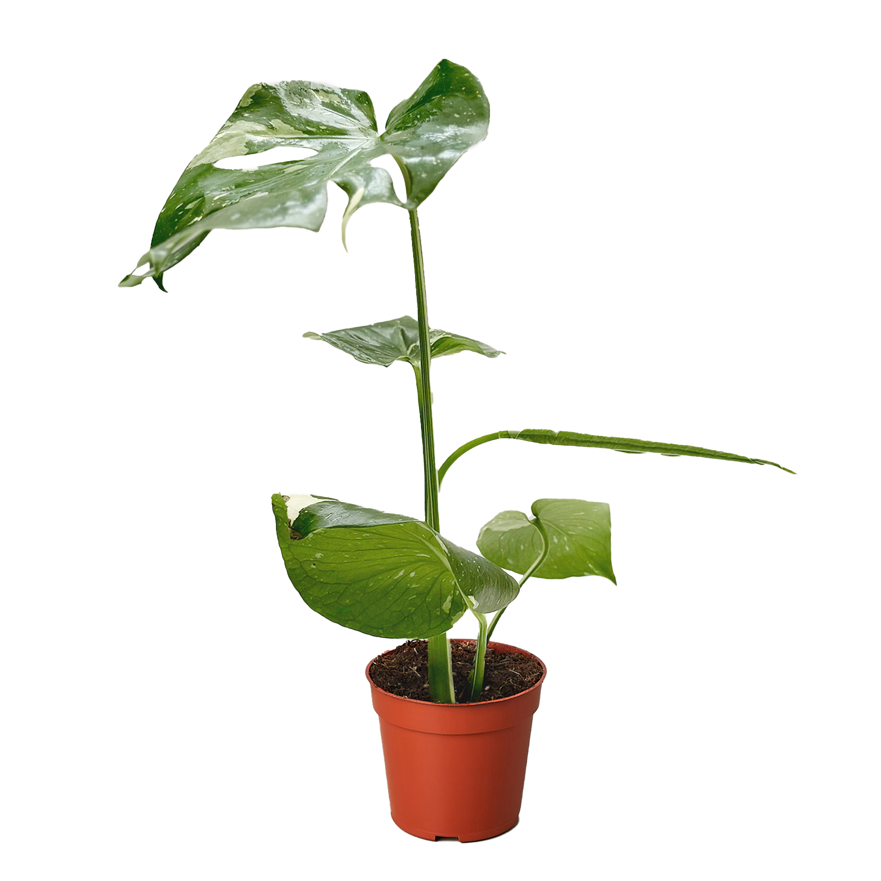 Monstera 'Thai Constellation' potted plant