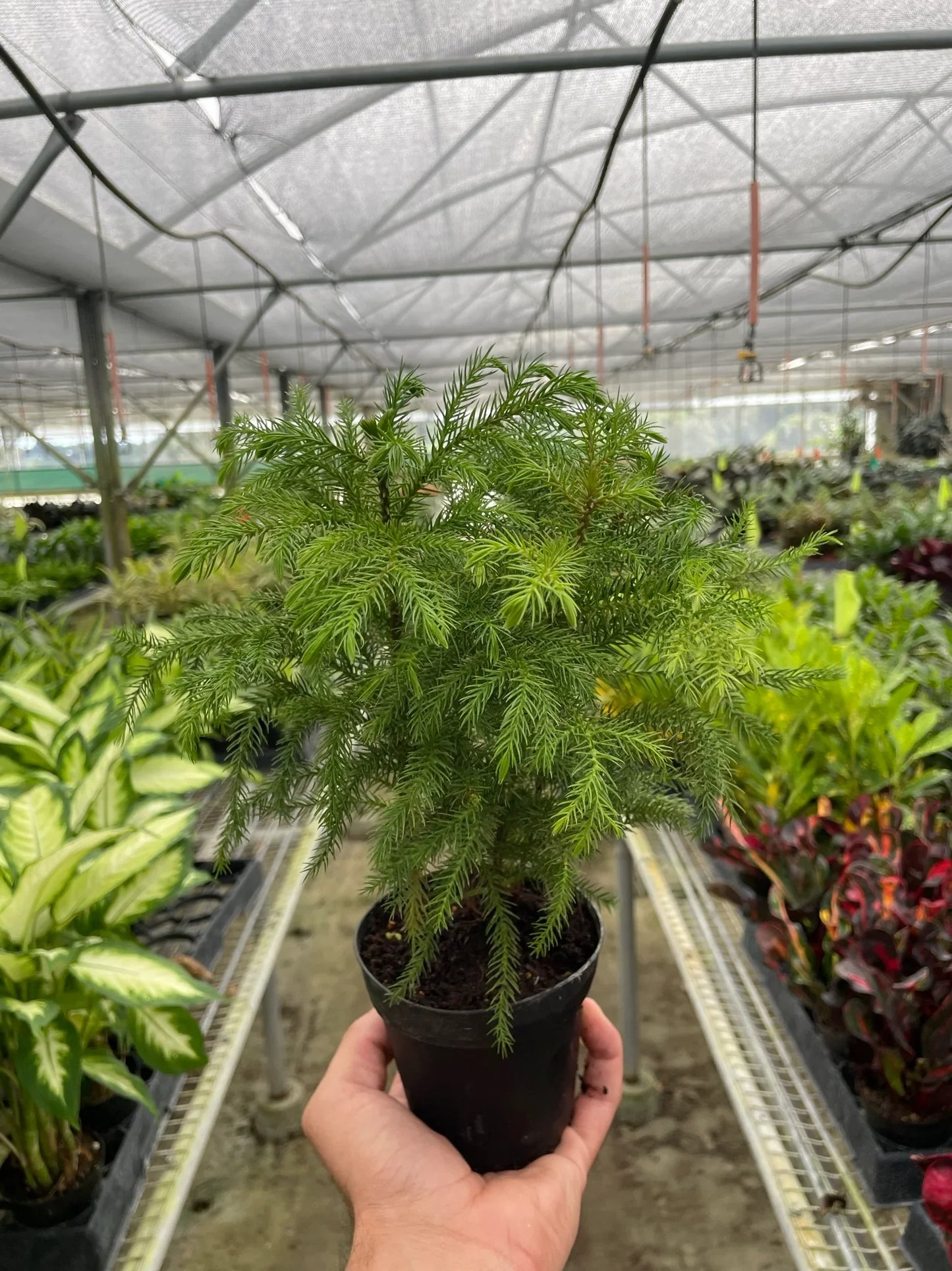 Norfolk 'Island Pine' potted plant