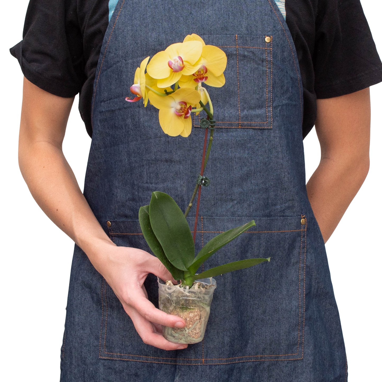 Orchid 'Yellow Phalaenopsis' potted plant