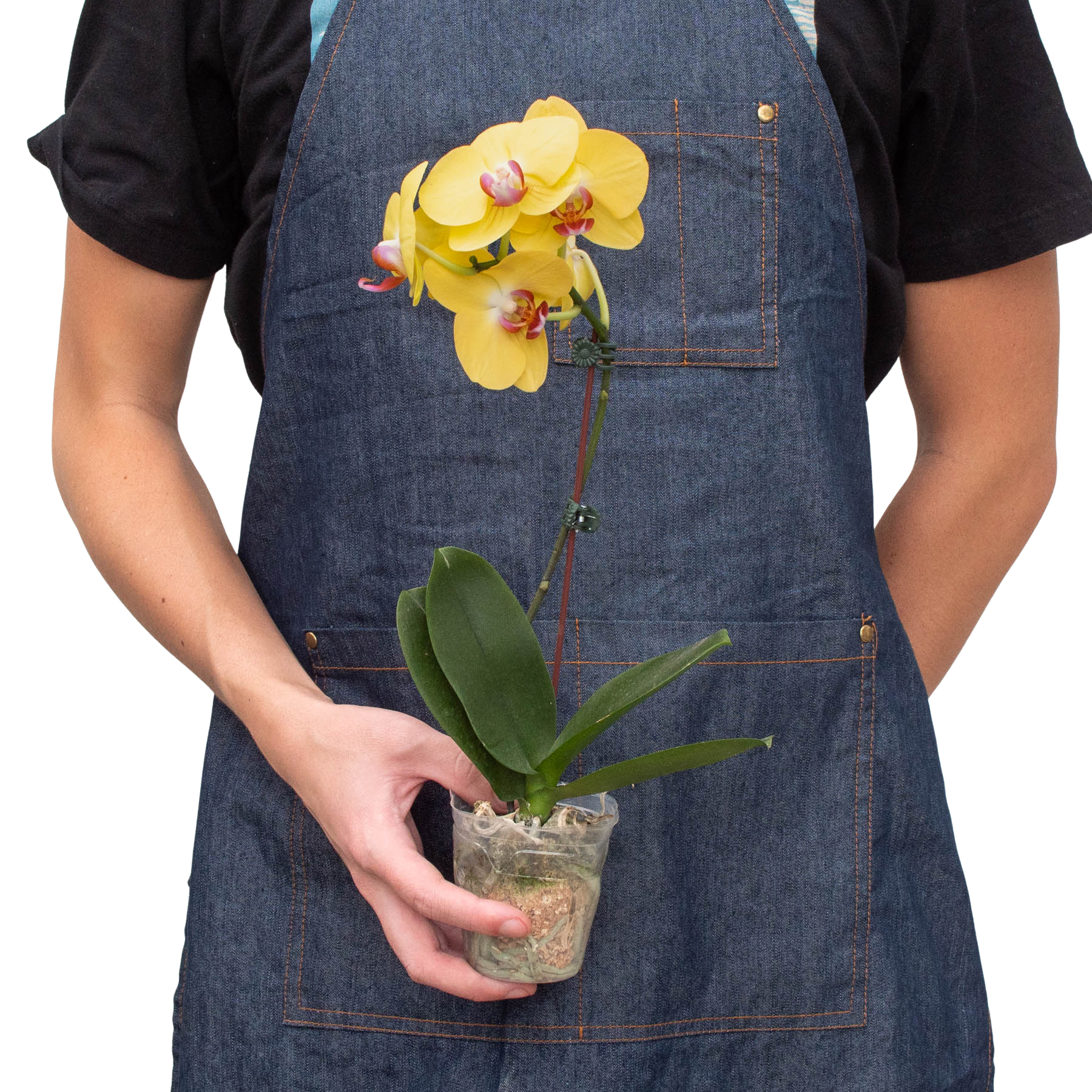 Orchid 'Yellow Phalaenopsis' potted plant