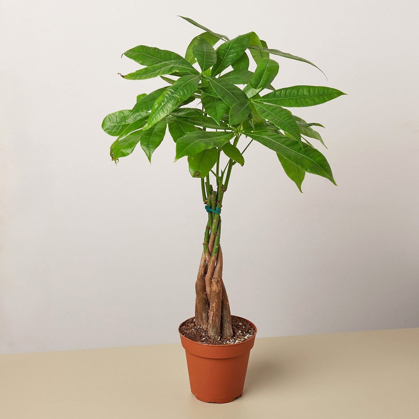 Money Tree 'Guiana Chestnut' Pachira Braid potted plant