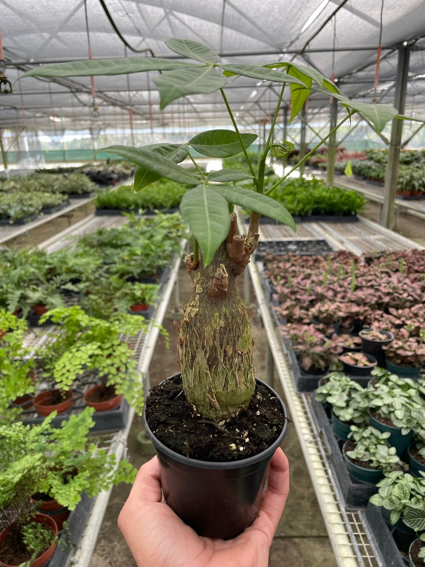 Money Tree 'Guiana Chestnut' Pachira Stump potted plant