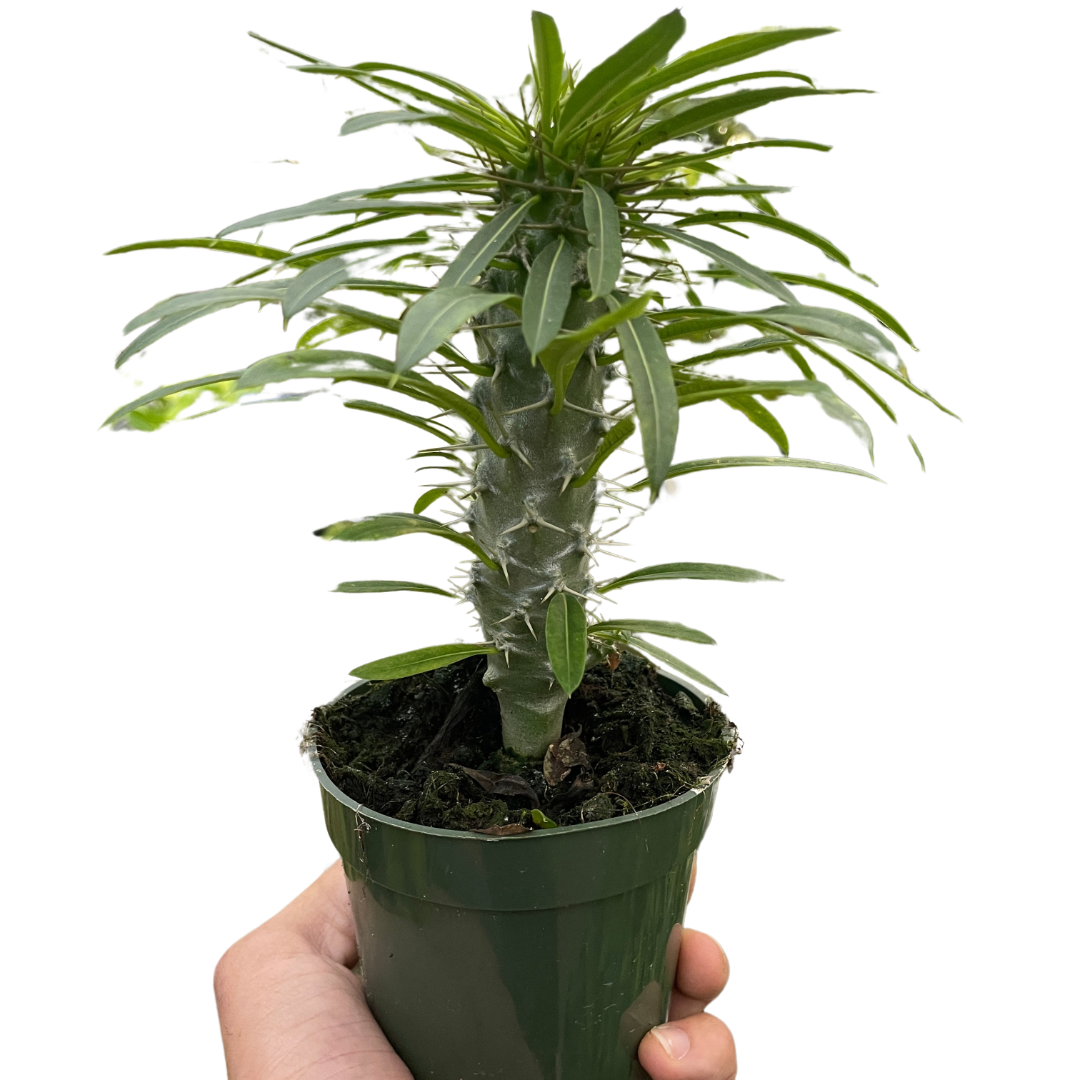 Pachypodium 'lamerei' (Madagascar Palm) potted plant