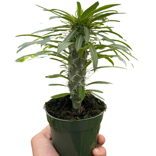 Pachypodium 'lamerei' (Madagascar Palm) potted plant