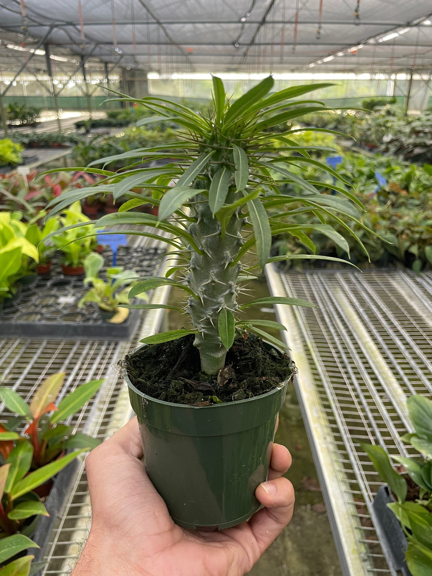 Pachypodium 'lamerei' (Madagascar Palm) potted plant