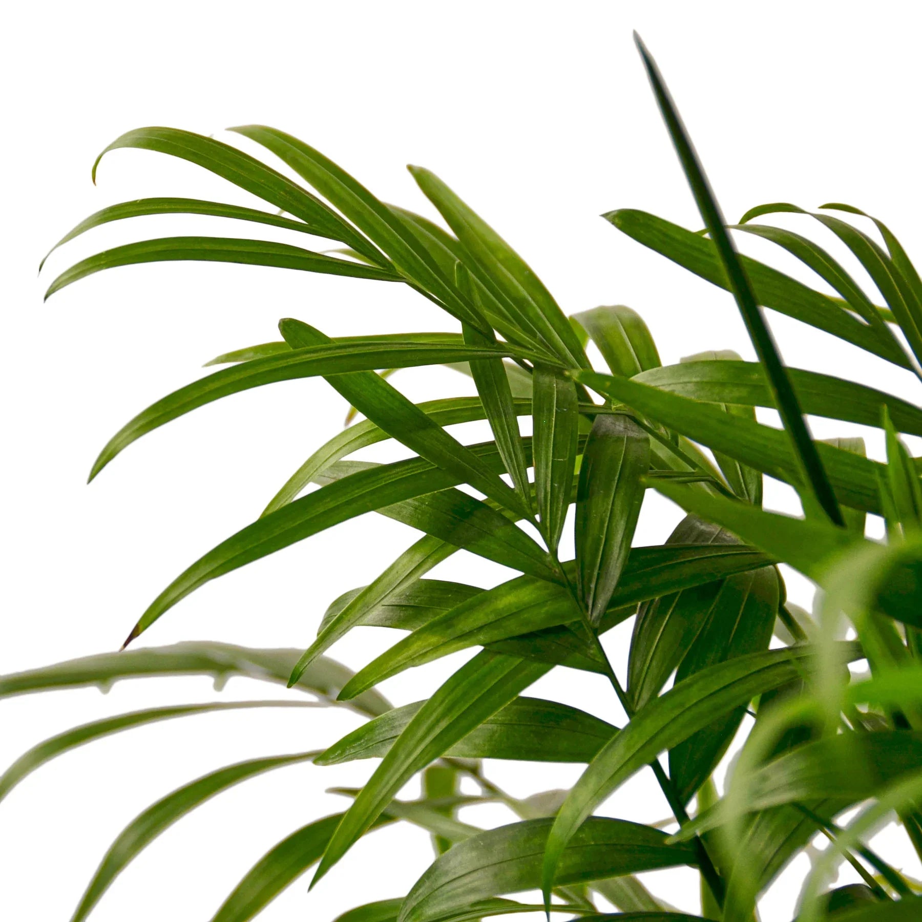 Parlor Palm potted plant