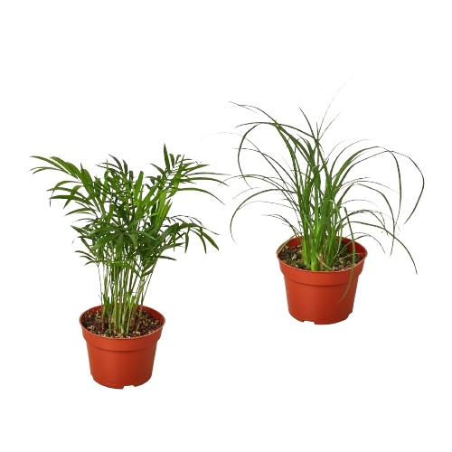 2 Palm Variety Pack / 4" Pots / Live Plant / House Plant 4" potted plant