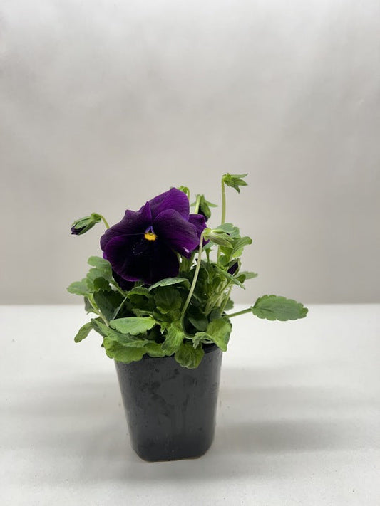 Pansy potted plant