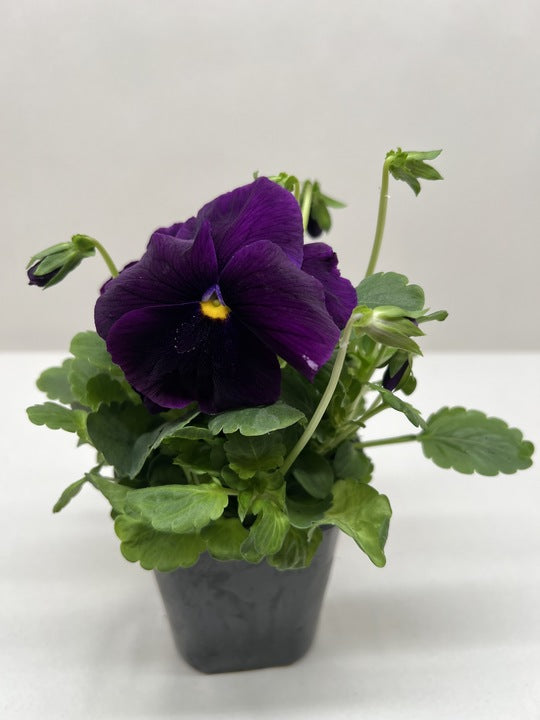 Pansy potted plant