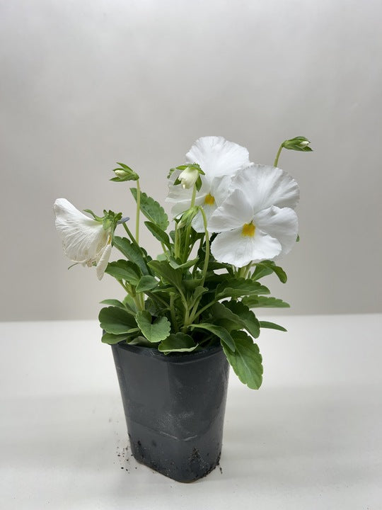 Pansy potted plant