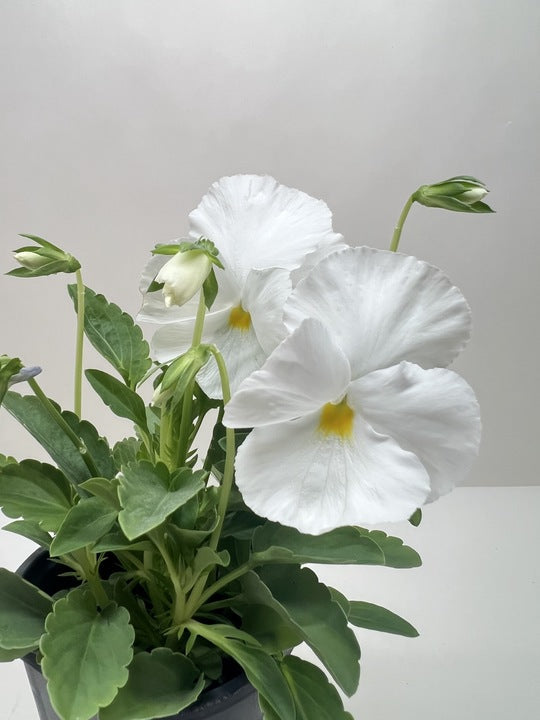 Pansy potted plant