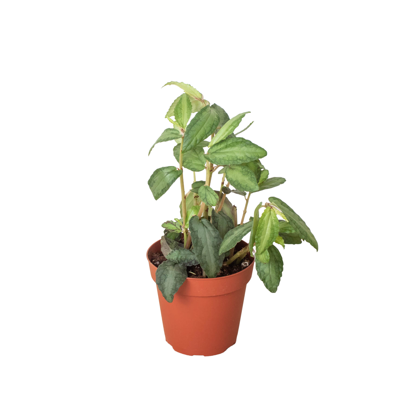 Pellionia Daveanna 4" potted plant