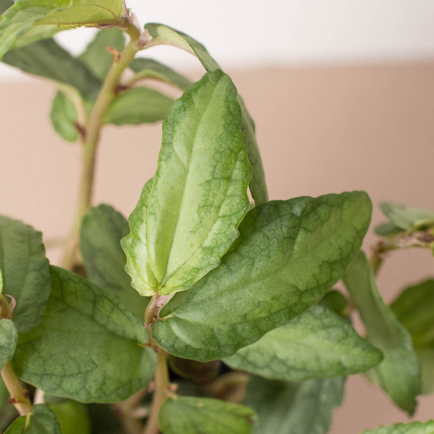 Pellionia Daveanna 4" potted plant