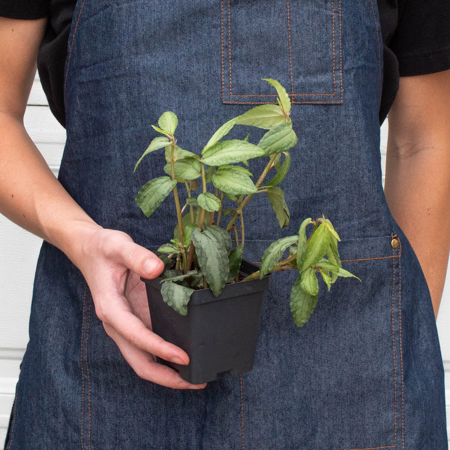 Pellionia Daveanna 4" potted plant
