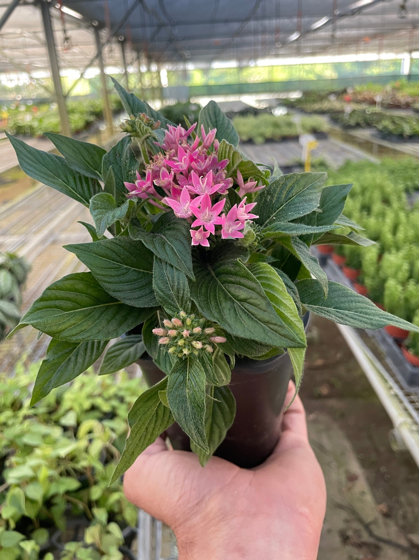 Penta potted plant