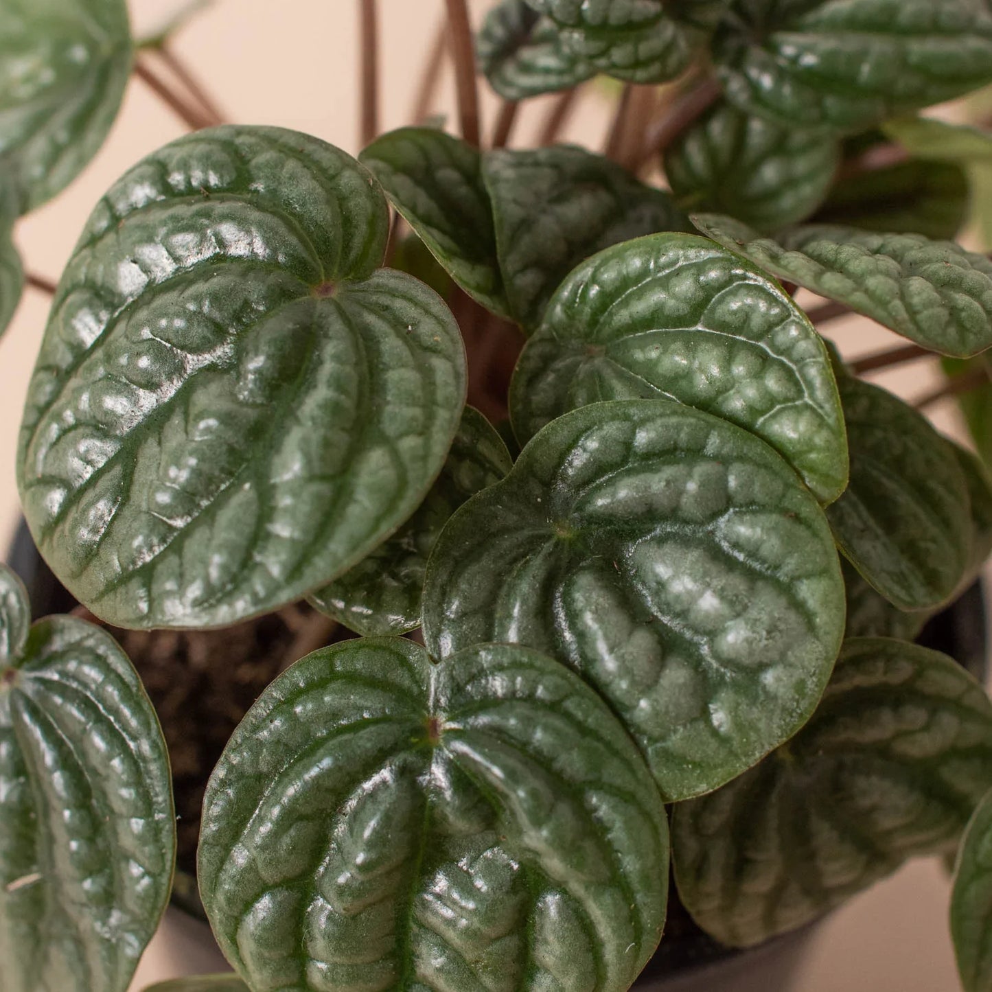 Peperomia 'Burbella' potted plant