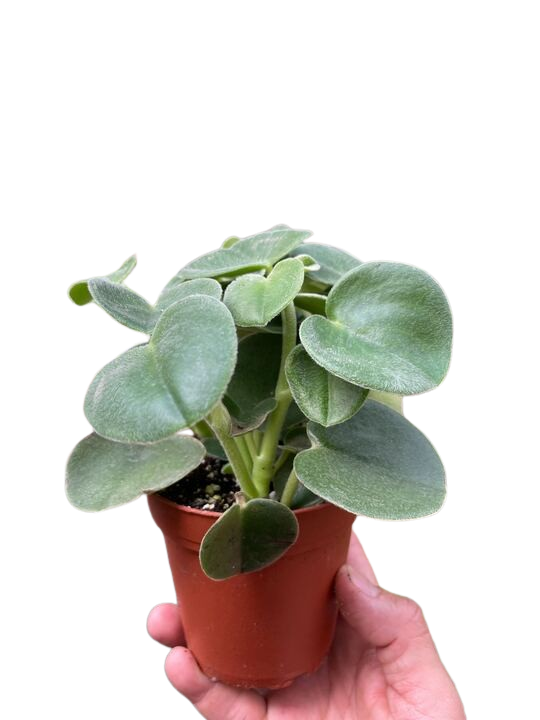 Peperomia 'Felted' potted plant