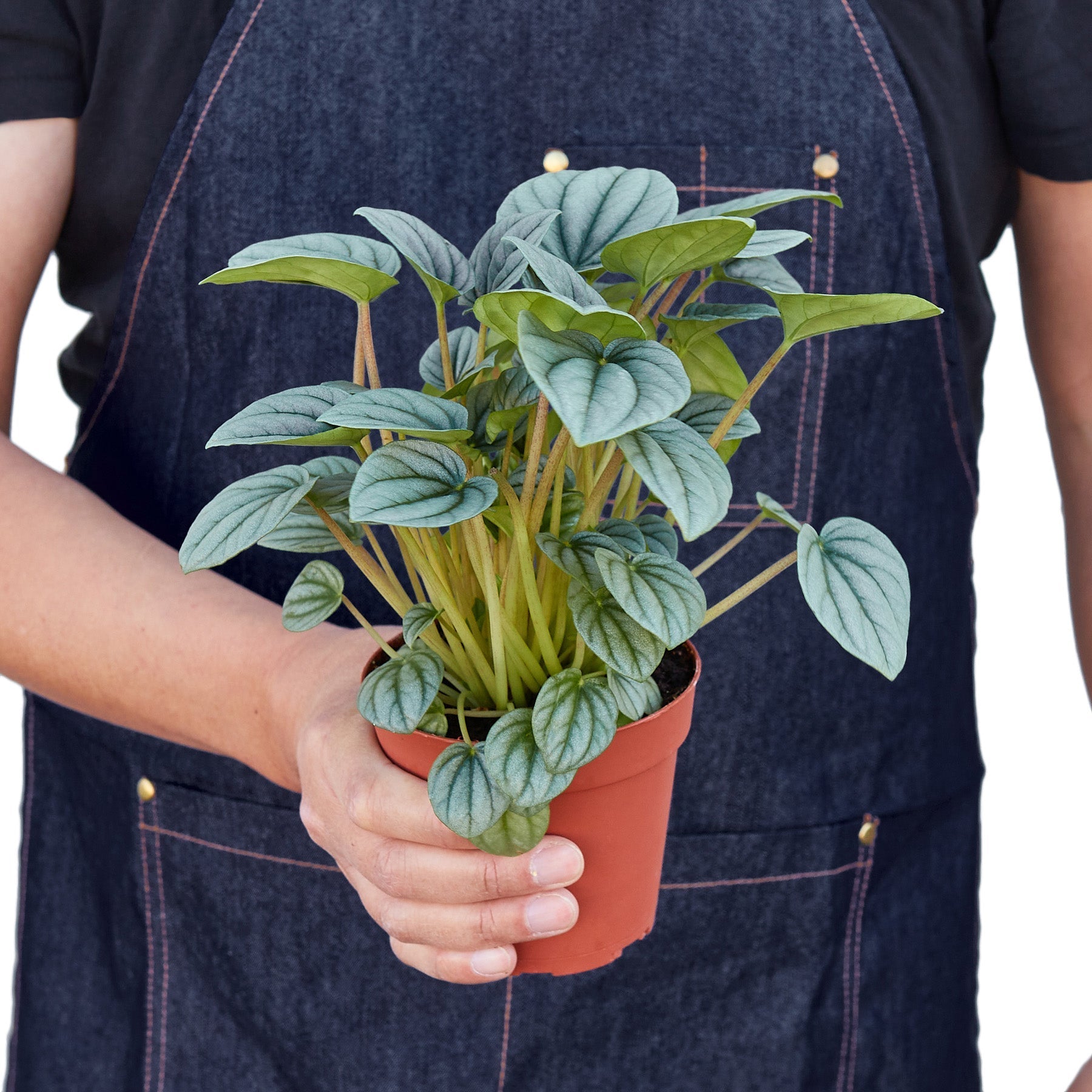 Peperomia 'Frost' potted plant
